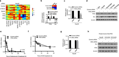 Decreased Src Expression In Sipxn Treated Ovarian Cancer Cells A Heya