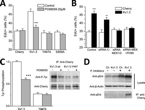 MEK ERK Signaling Pathway Is Involved In Kv1 3 Induced Proliferation