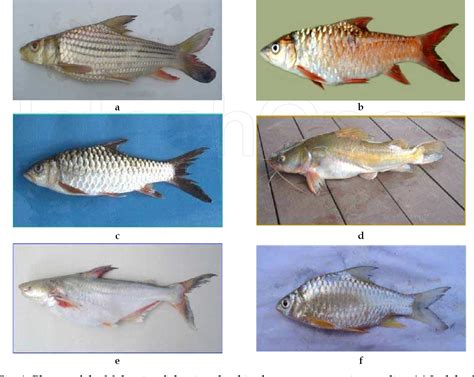 Figure 1 From Sperm Cryopreservation Of Some Freshwater Fish Species In