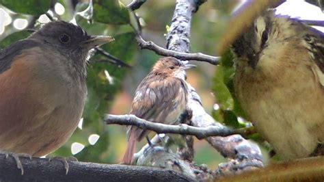 A DÓNDE van las AVES cuando LLUEVE WHERE DO BIRDS GO WHEN IT RAINS