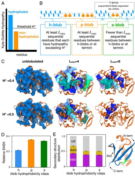 Contiguously Hydrophobic Sequences Are Functionally Significant