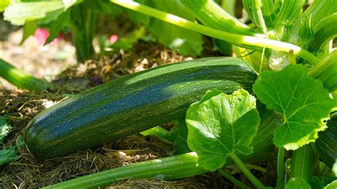 Easy Tips For Growing Zucchini Plants