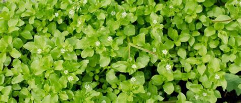 Control Chickweed Without Pesticides on Your Turf