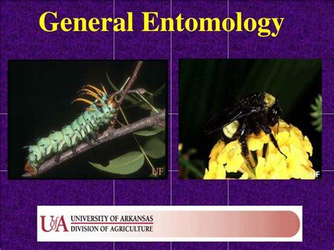 Three General Areas Of Forensic Entomology