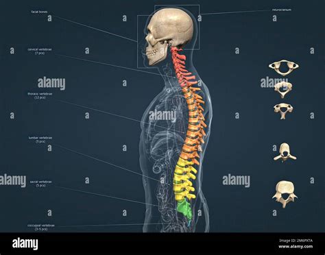 Estructura Del Cr Neo Humano Y Columna Vertebral D Ilustraci N