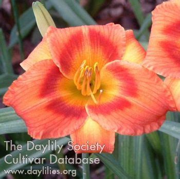 AHS Daylily Cultivar Delta Flame Day Lilies Lilies Of The Field