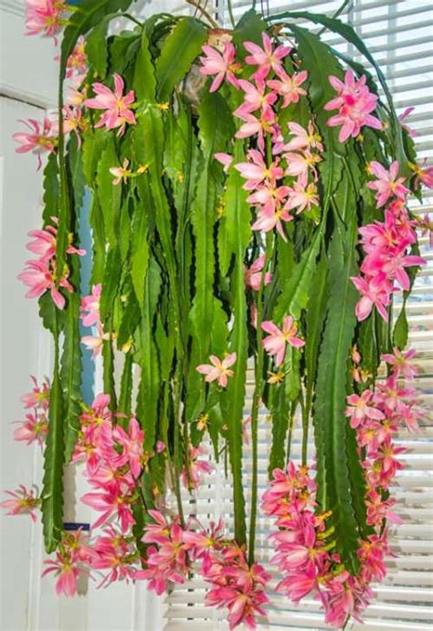 Cómo propagar cultivar Cactus Orquídea y todos sus cuidados Eco