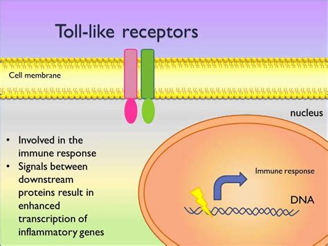 Toll Like Receptor Tlrs Signaling Pathways Picscience Youtube