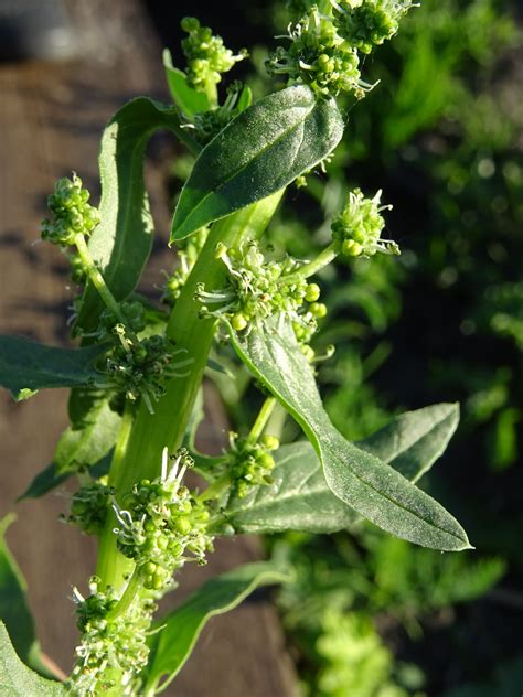 Spinacia Oleracea Spinach Ouriques Farm