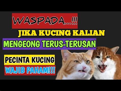 Sebab Kucing Mengeong Terus Kenapa Kucing Mengeong Terus Youtube