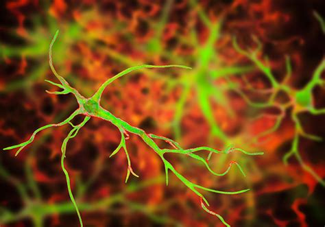 Reprogramming Astrocytes Unlocking Dlx2’s Potential To Mend The Brain The Scientist Magazine®