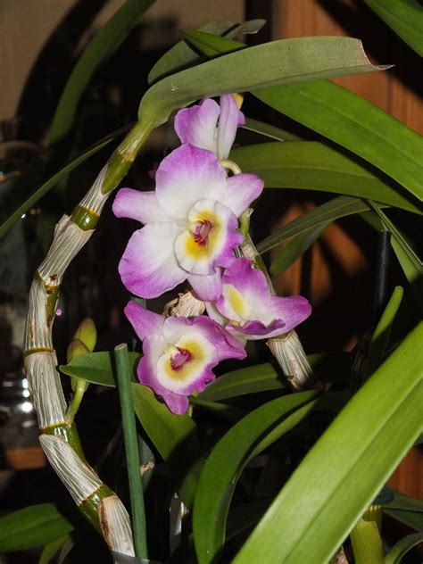 Yamamoto Dendrobium Dendrobium Spezies Und Hybriden Pflanzenforum