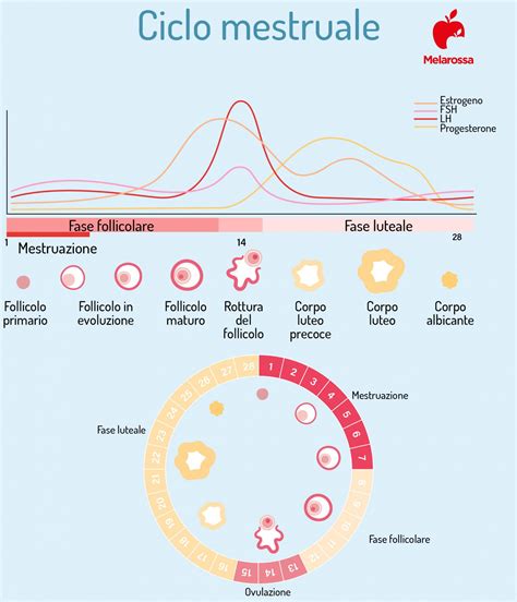 Progesterone cosè a cosa serve valori e funzioni durante la gravidanza