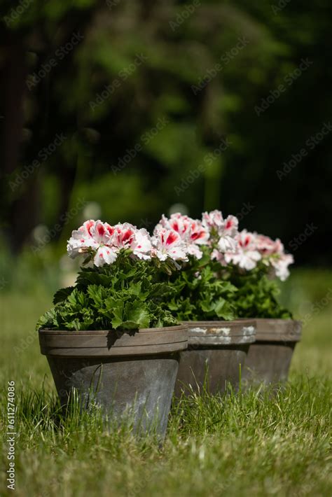 Pelargonia Angielska W Doniczce Kompozycja Kwiatowa Pelargonium Stock