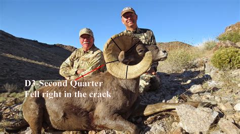 Jay Scott Outdoors Desert Bighorn Sheep Field Judging And Scoring How