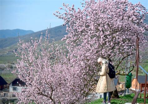 Marillenb Ume In Der Wachau Stehen Kurz Vor Der Hauptbl Te Reisen