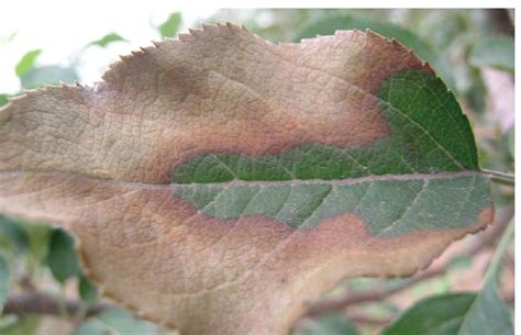 苹果树圆斑根腐病 果树、蔬菜、茶树病虫 图片