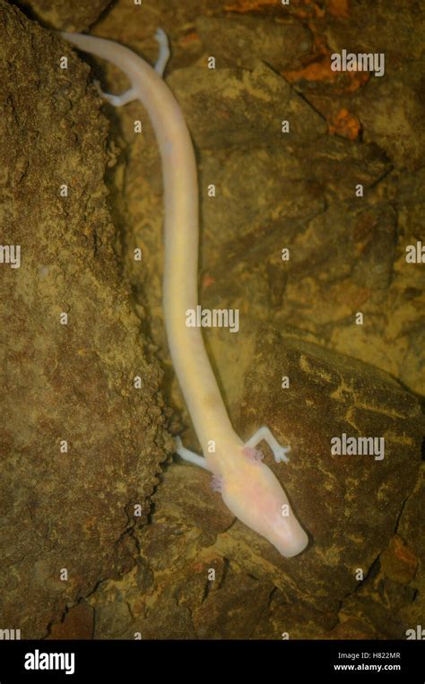 Olm Proteus Anguinus A Blind Cave Dwelling Amphibian Slovenia Stock