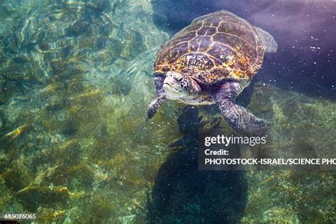 Sea Turtles Migration Photos and Premium High Res Pictures - Getty Images