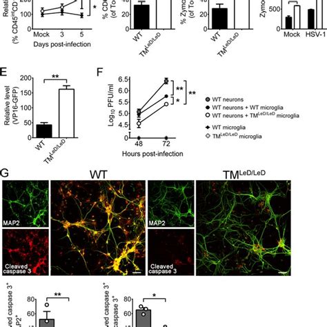 Microglia Depletion Increases Hsv Lethality And Tissue Viral Loads Of