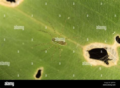 Green Lynx Spider Peucetia Viridans Camouflaged And Isolated On A