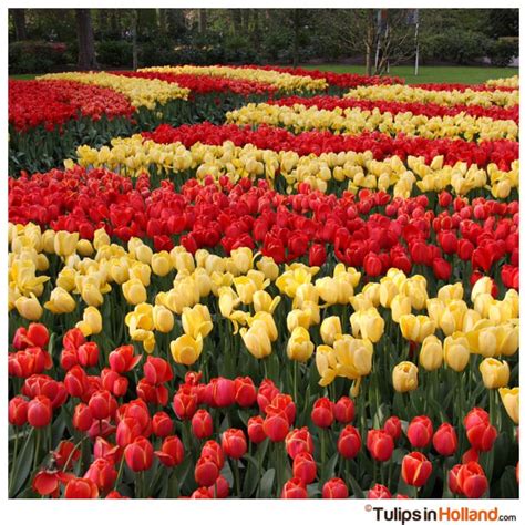 Red and yellow tulips - Tulips in Holland