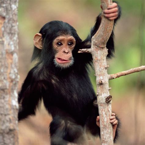 Chimpanzee For Sale In India Shayne Upchurch