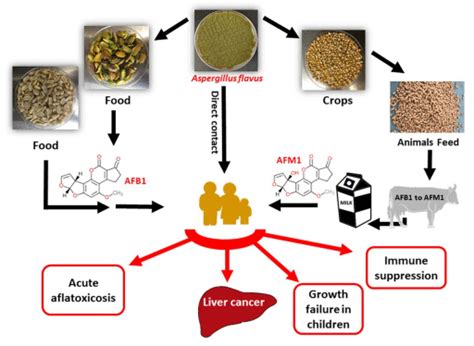 Controlling Aflatoxin Contamination And Propagation Of Aspergillus