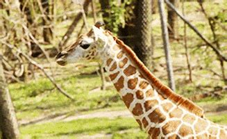 Tongue Giraffe GIF - Find & Share on GIPHY