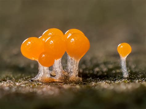 Macro Photos By Barry Webb Highlight The Spectacular Diversity Of Slime