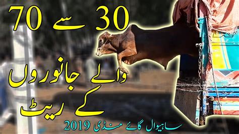 30 SAY 70 WALAY JANWAR BAKRA EID 2019 K LIYE BAKRA MANDI SAHIWAL WALA