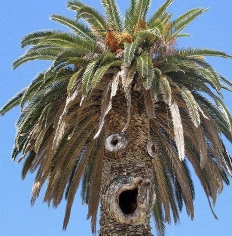 Pin By Claudia Milazzo On Funny Face Tree Puns Tree Faces Weird Trees