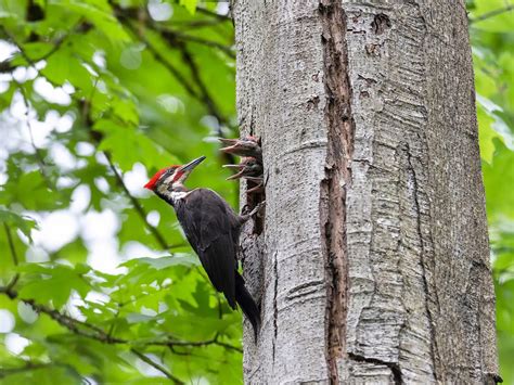 Pileated Woodpecker Nesting: A Complete Guide | Birdfact