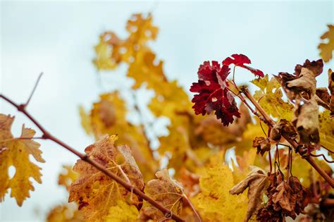 El viñedo en otoño - Blog Matarromera