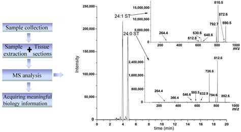 Ijms Free Full Text Mass Spectrometry Methodology In Lipid Analysis