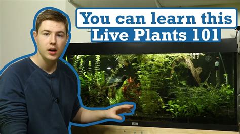 How To Start Growing Live Plants In Your Aquarium With Plant