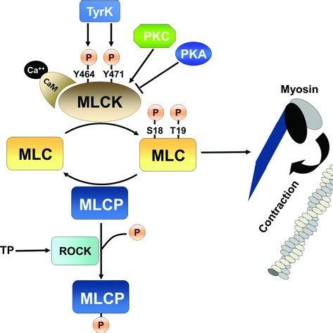 Myosin Light Chain 2 Function | Americanwarmoms.org