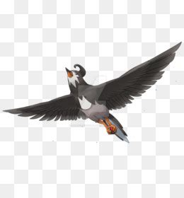 Puffin Taray C Png Indir Cretsiz Puffin Taray C Web Taray C