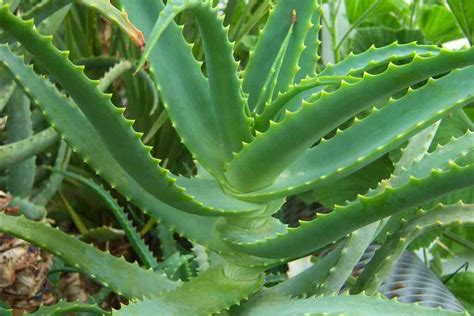 Trees Planet Aloe Arborescens Candelabra Aloe