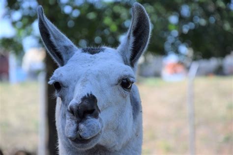 Koronawirus w Lubuskiem Park Krasnala w Nowej Soli można oglądać tylko