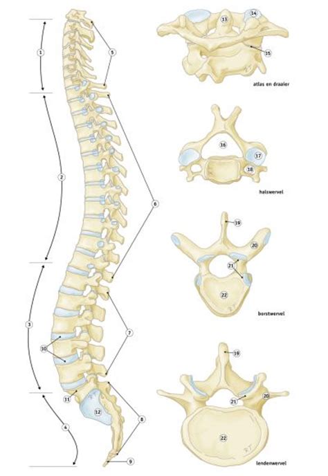 Anatomie Fysiologie Van De Mens Rogier Trompert Medical Art