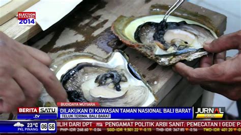 Budidaya Mutiara Laut Budidaya Apa Saja