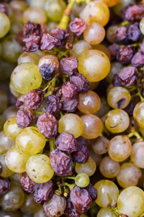 ultimate guide  noble rot   noble rot  find