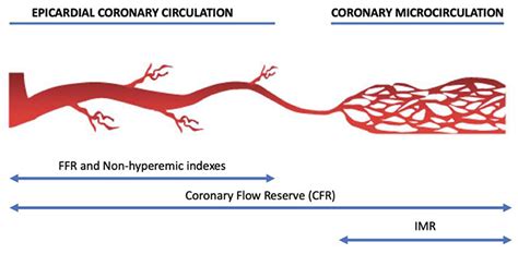 Frontiers Editorial Coronary Epicardial And Microvascular Hemodynamics