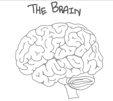 Brain diagram [interactive] by yldasrma on DeviantArt