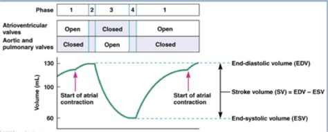 7. Heart as a Pump Flashcards | Quizlet