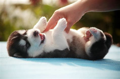 Are Husky Puppies Good With Babies