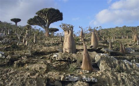 Insula Socotra