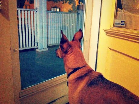 How To Reduce Your Dog’s Barking At The Door