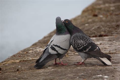 Tauben Vogel Zwei Kostenloses Foto Auf Pixabay Pixabay